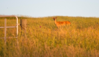 deer in grassland