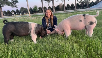 pigs