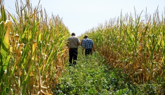 field day participants explore cover crops