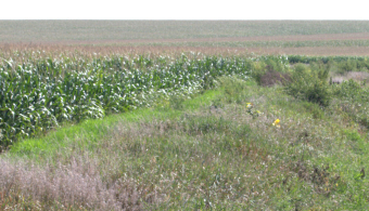 buffer strip adjacent to corn field