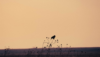 blackbird landscape