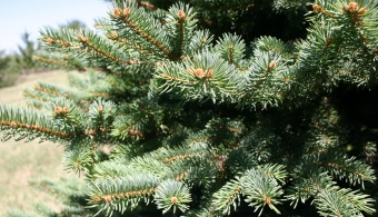 It’s tree time!