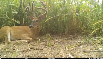 ​Habitat Happenings: Wildlife Habitat on Row Crop Acres