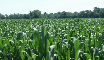 Benchmarking N Efficiency in Nebraska Corn Production