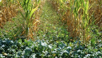 cover crops