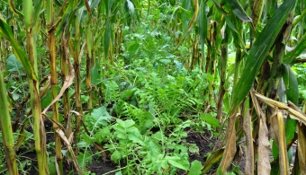 cover crops