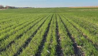 Cover crop