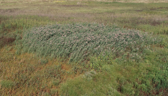 phragmites at Teal View Wetland Education Area