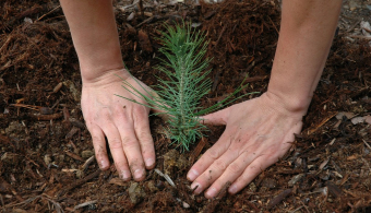 planting a tree seedling