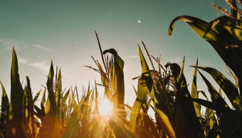 corn sunset