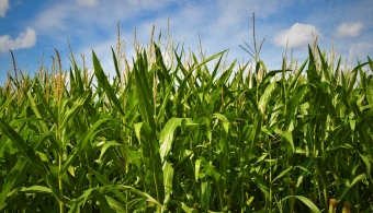 ​NRD Offers New Twist on Nitrogen Management Training
