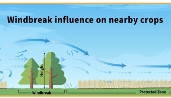 windbreak dynamics